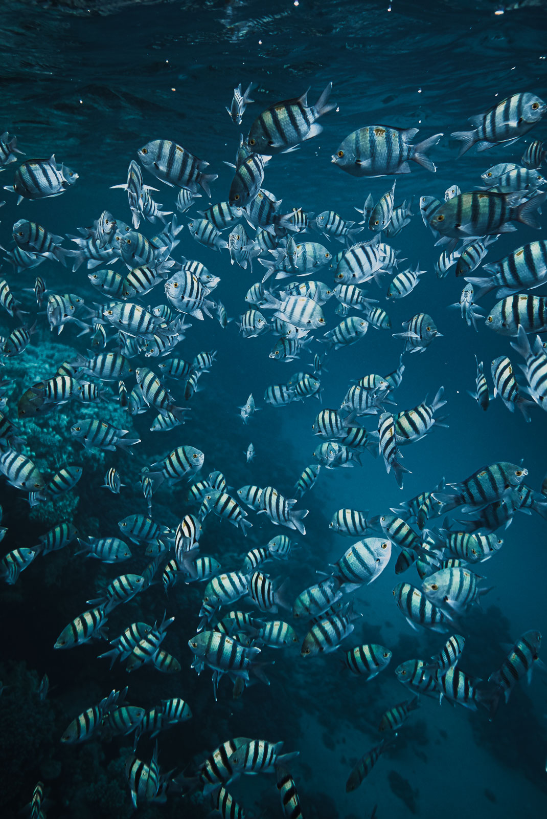 Underwater photo 002.jpg