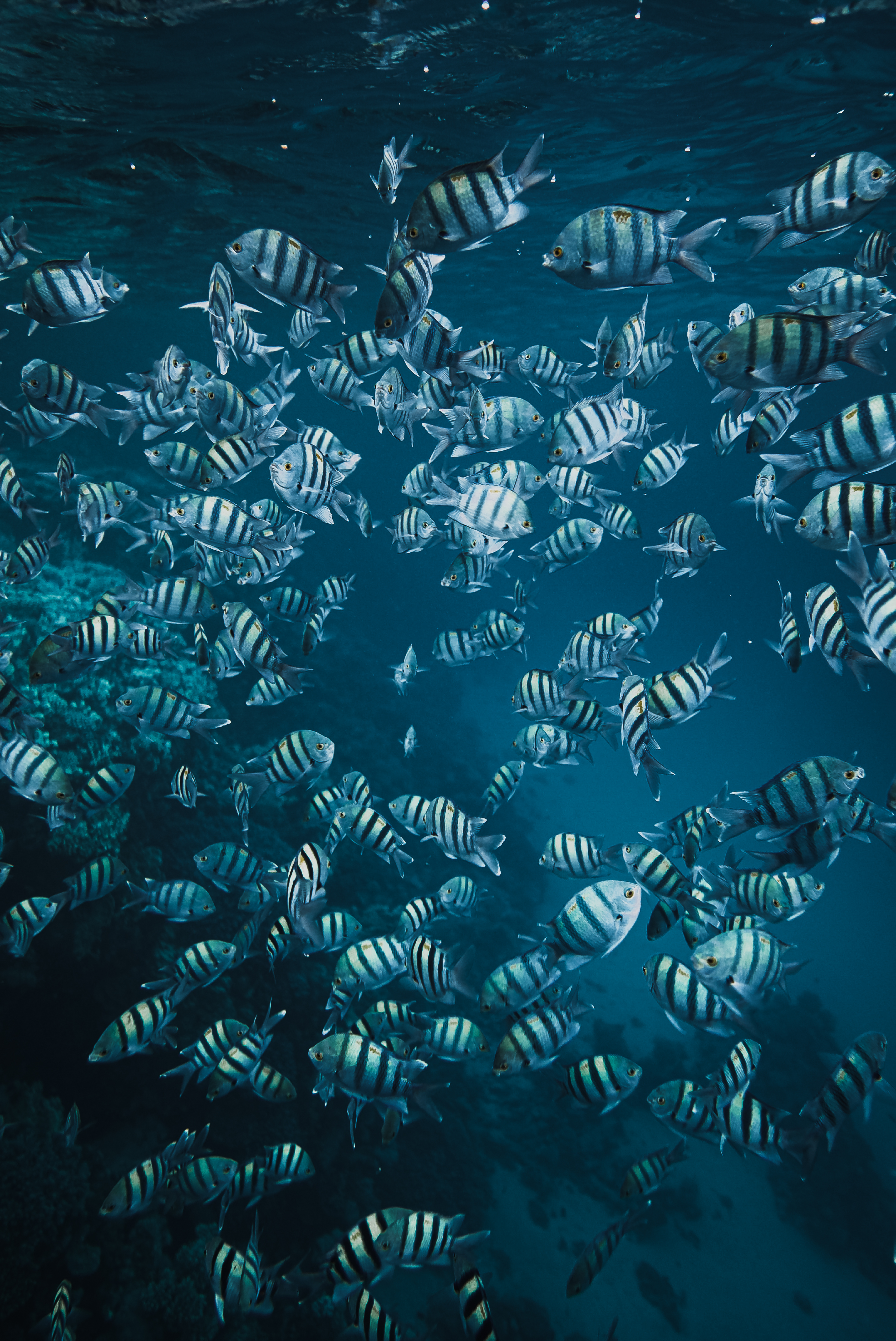 Underwater photo 003.jpg