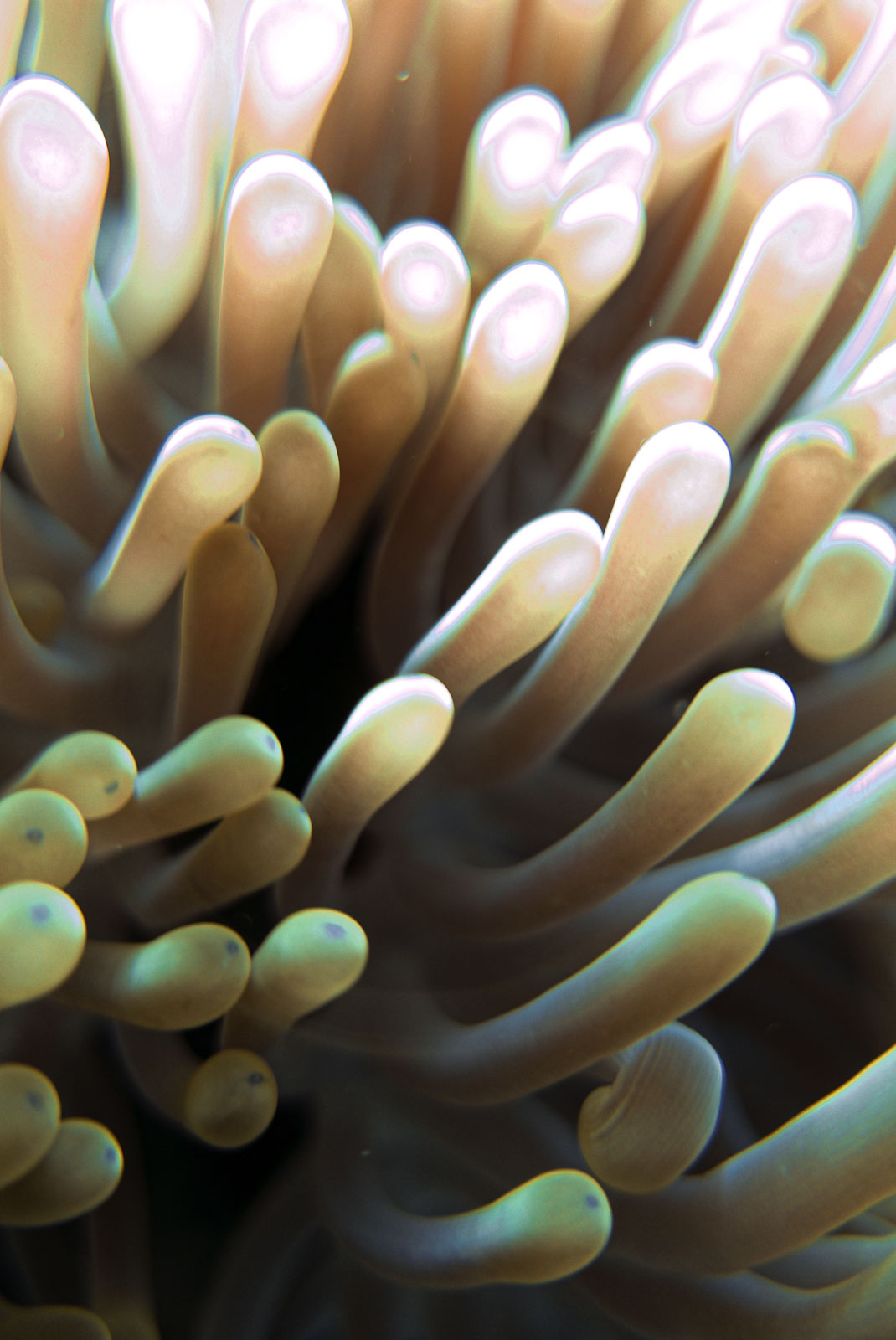 Underwater photo 003.jpg