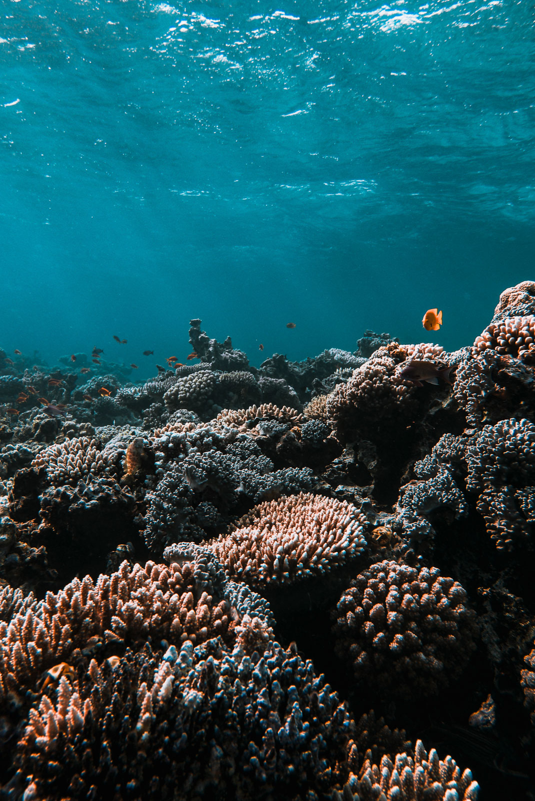 Underwater photo 004.jpg