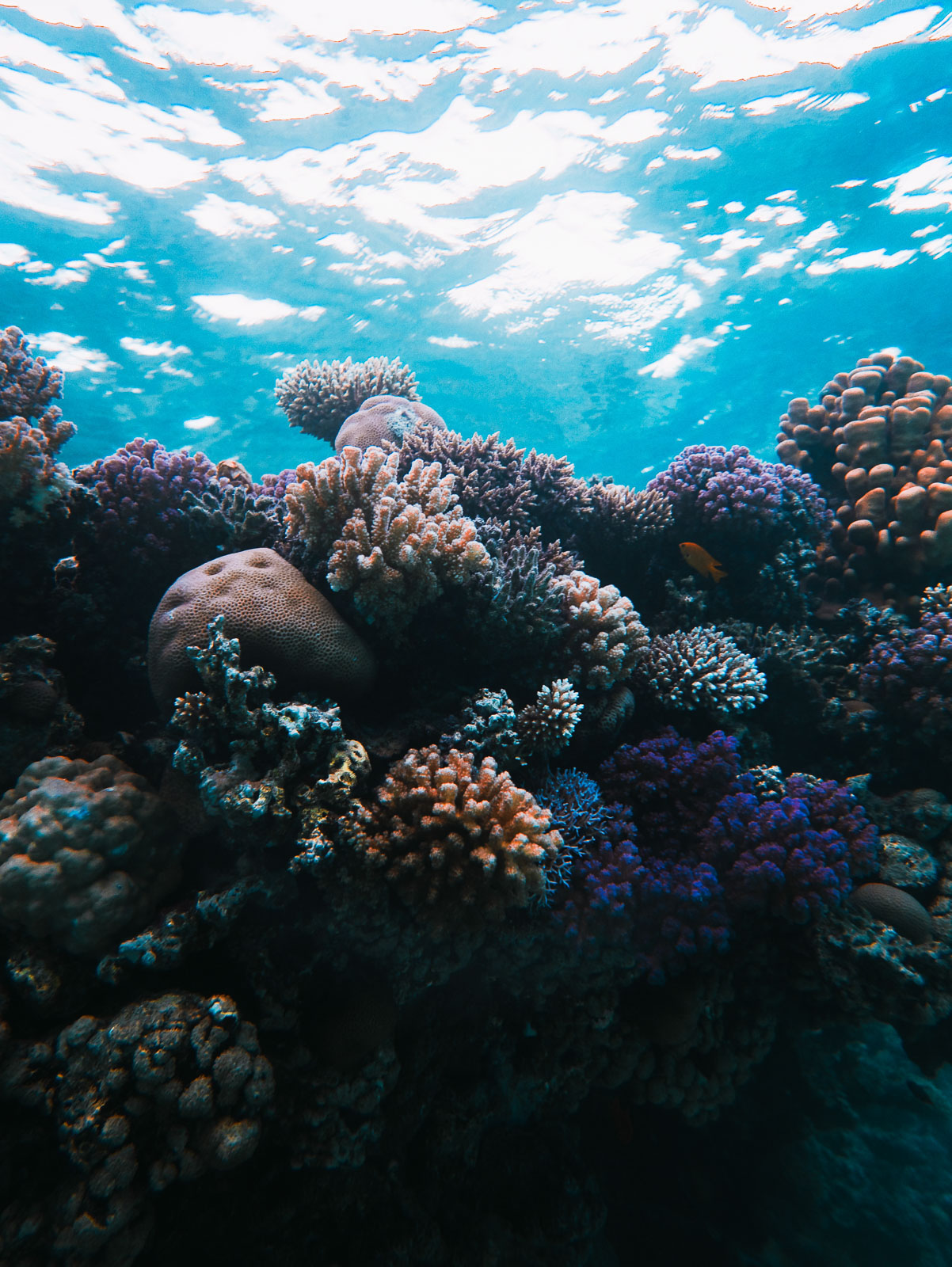 Underwater photo 005.jpg