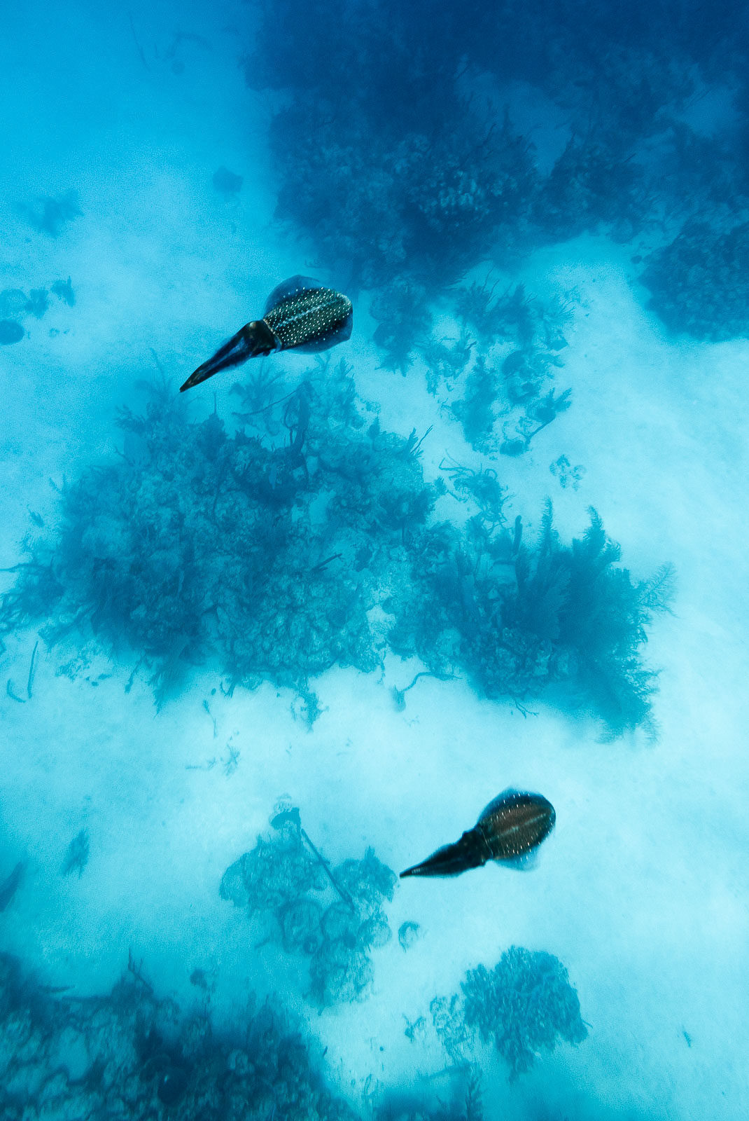 Underwater photo 007.jpg