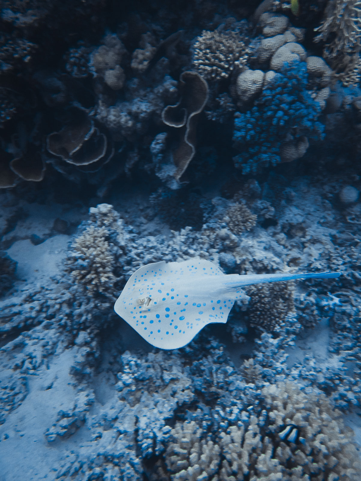 Underwater photo 45FD8305-8647-4CC1-AE3B-DBCA27E368D9_1_100_o.jpg