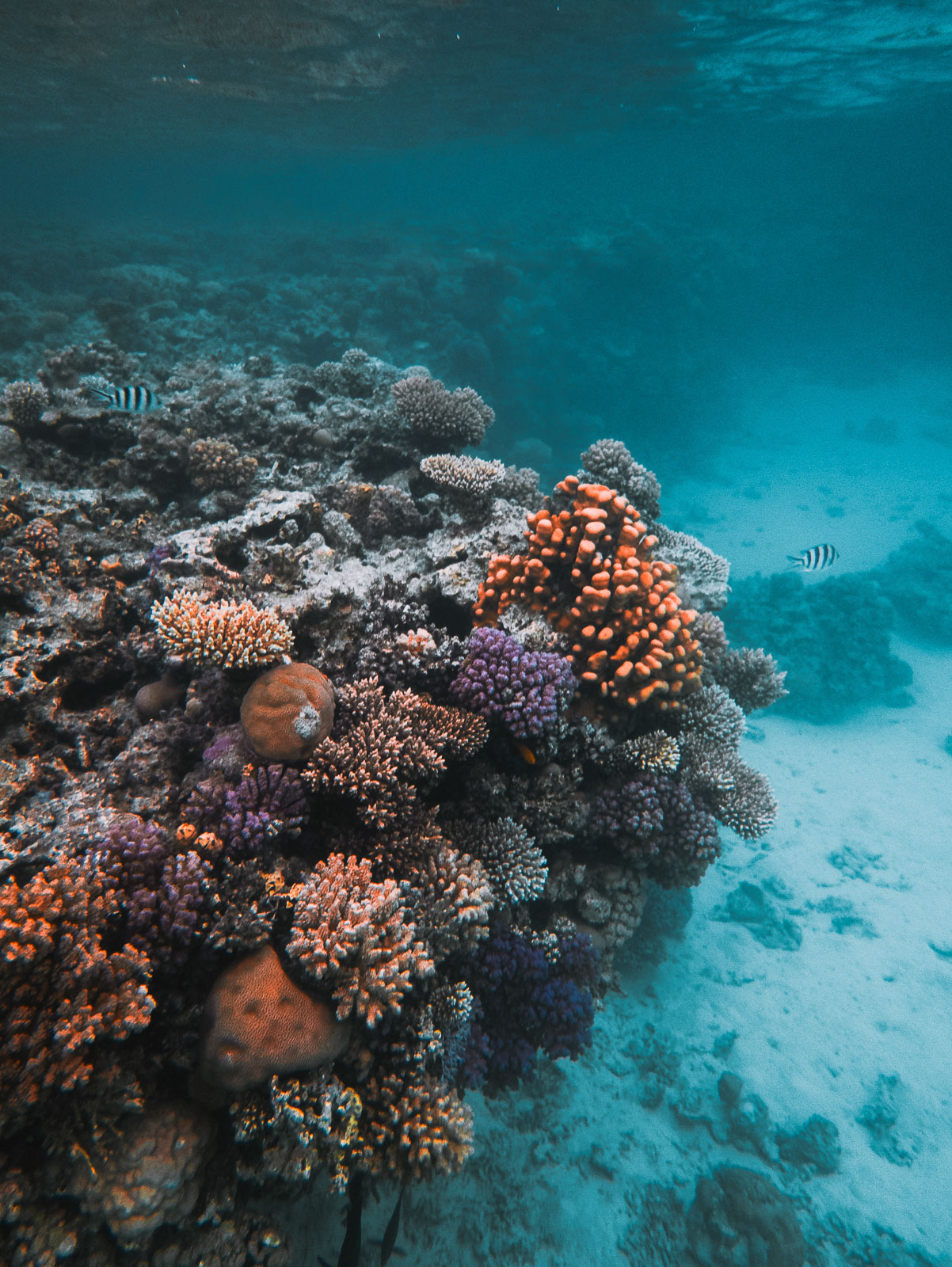 Underwater photo 524E9EAA-06E8-4B8F-90ED-479BD5878CF9_1_100_o.jpg