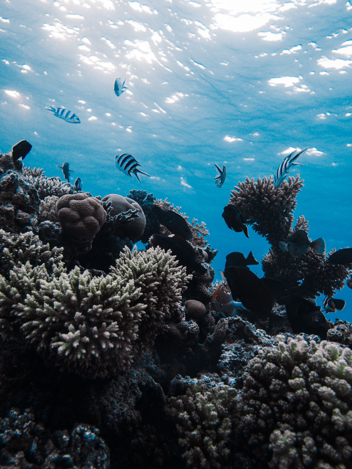 Underwater photo 6D0F57F1-DD80-49F4-B771-49207425C42B_1_100_o.jpg