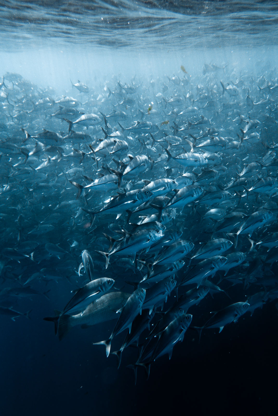 Underwater photo 986.jpg