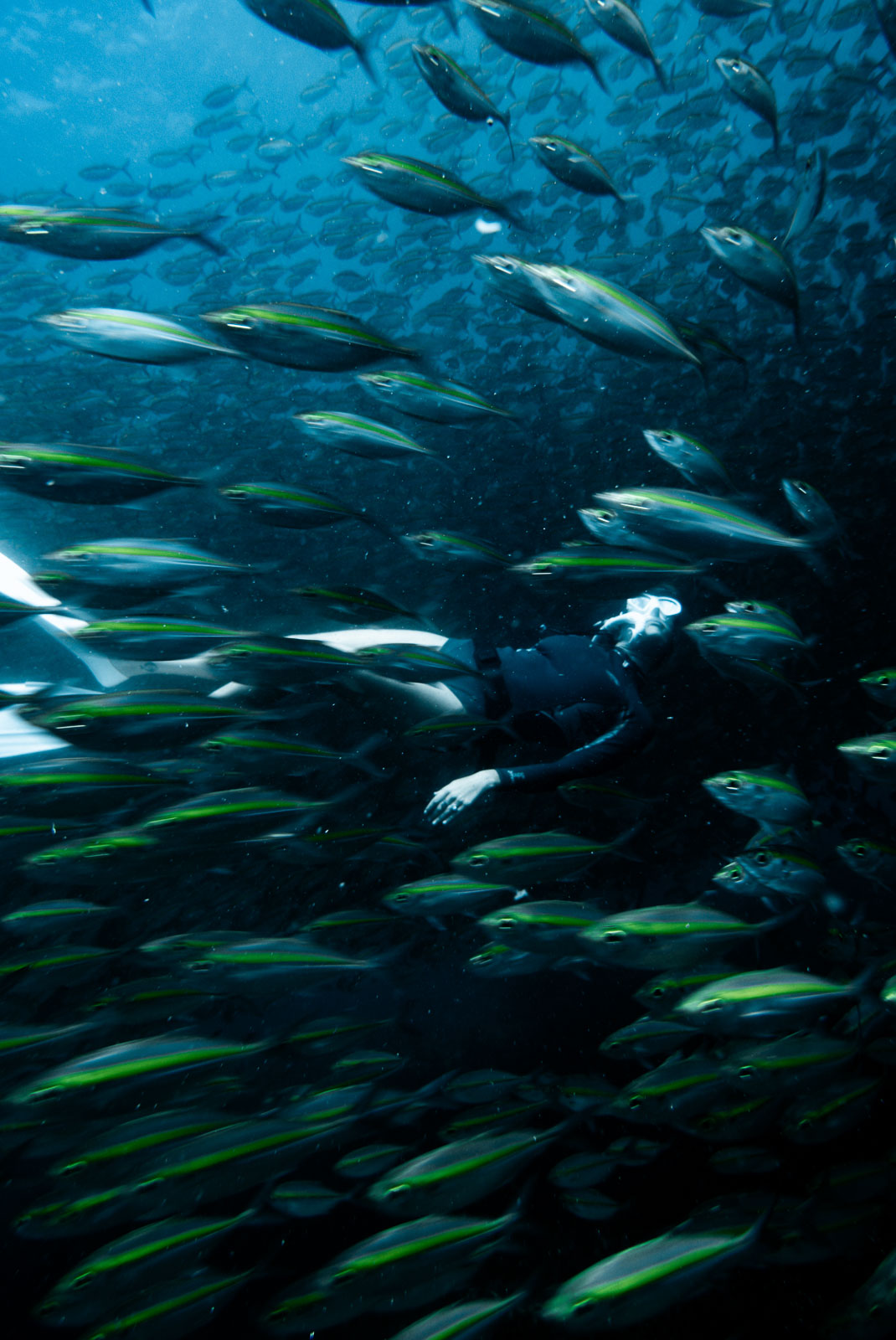 Underwater photo 988.jpg